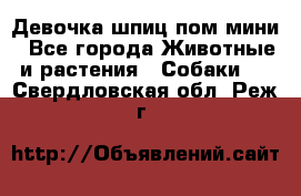 Девочка шпиц пом мини - Все города Животные и растения » Собаки   . Свердловская обл.,Реж г.